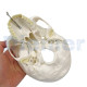 Human Skeleton 12